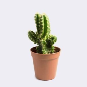 Loja cactus1 free img