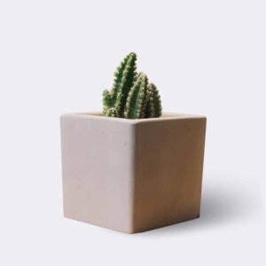 Loja cactus2 free img