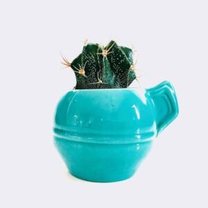 Loja cactus5 free img